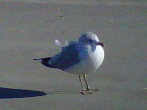 my seagull