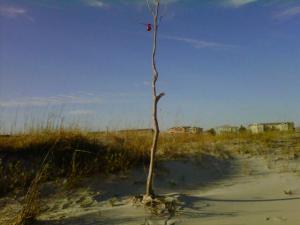 xmas tree on beach
